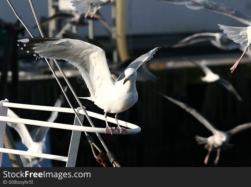 Seagull in denmark waiting the return of fishing boat. Seagull in denmark waiting the return of fishing boat