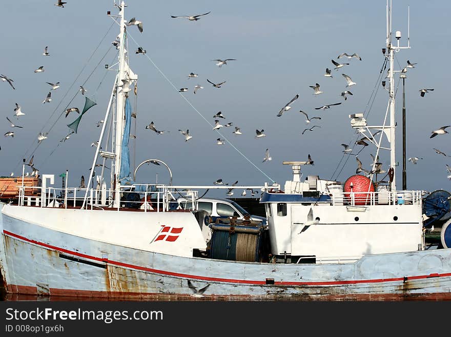 Seagull in denmark waiting the return of fishing boat. Seagull in denmark waiting the return of fishing boat