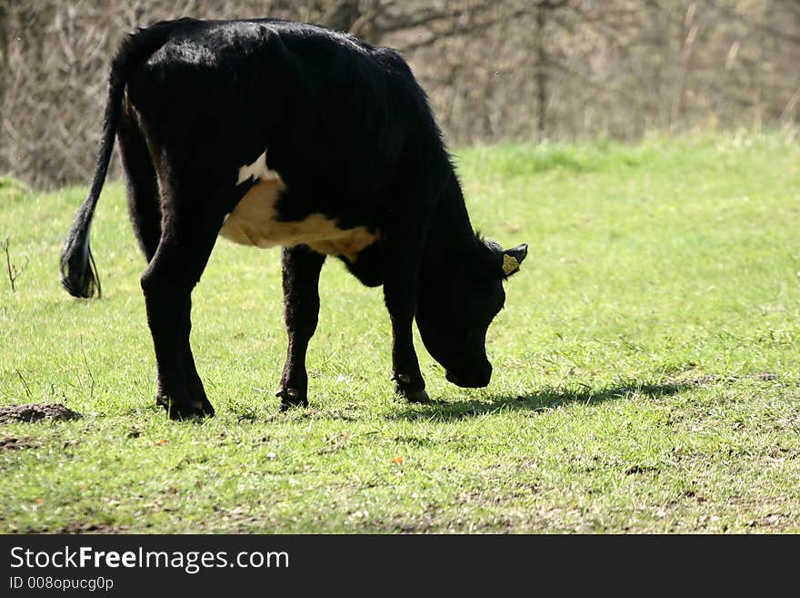 Danish Cows