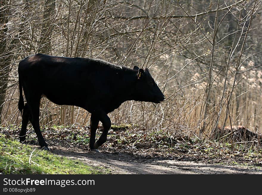 Danish Cows