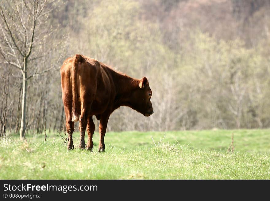 Danish Cows