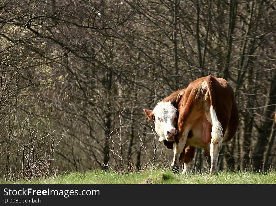 Danish cows