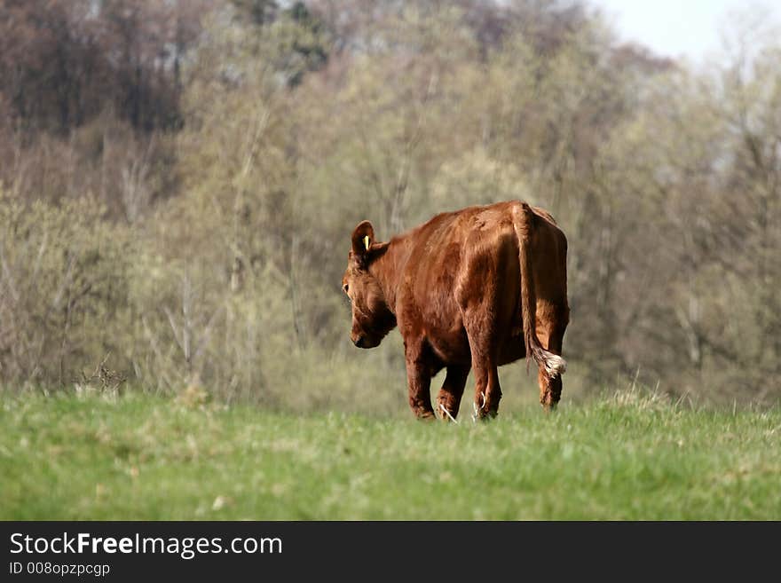 Danish cows