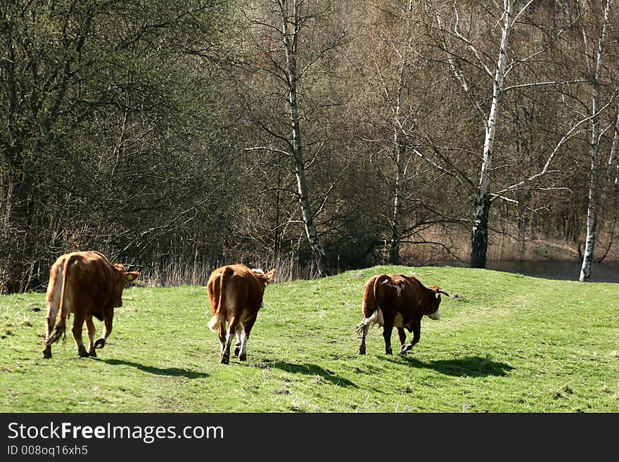 Danish Cows