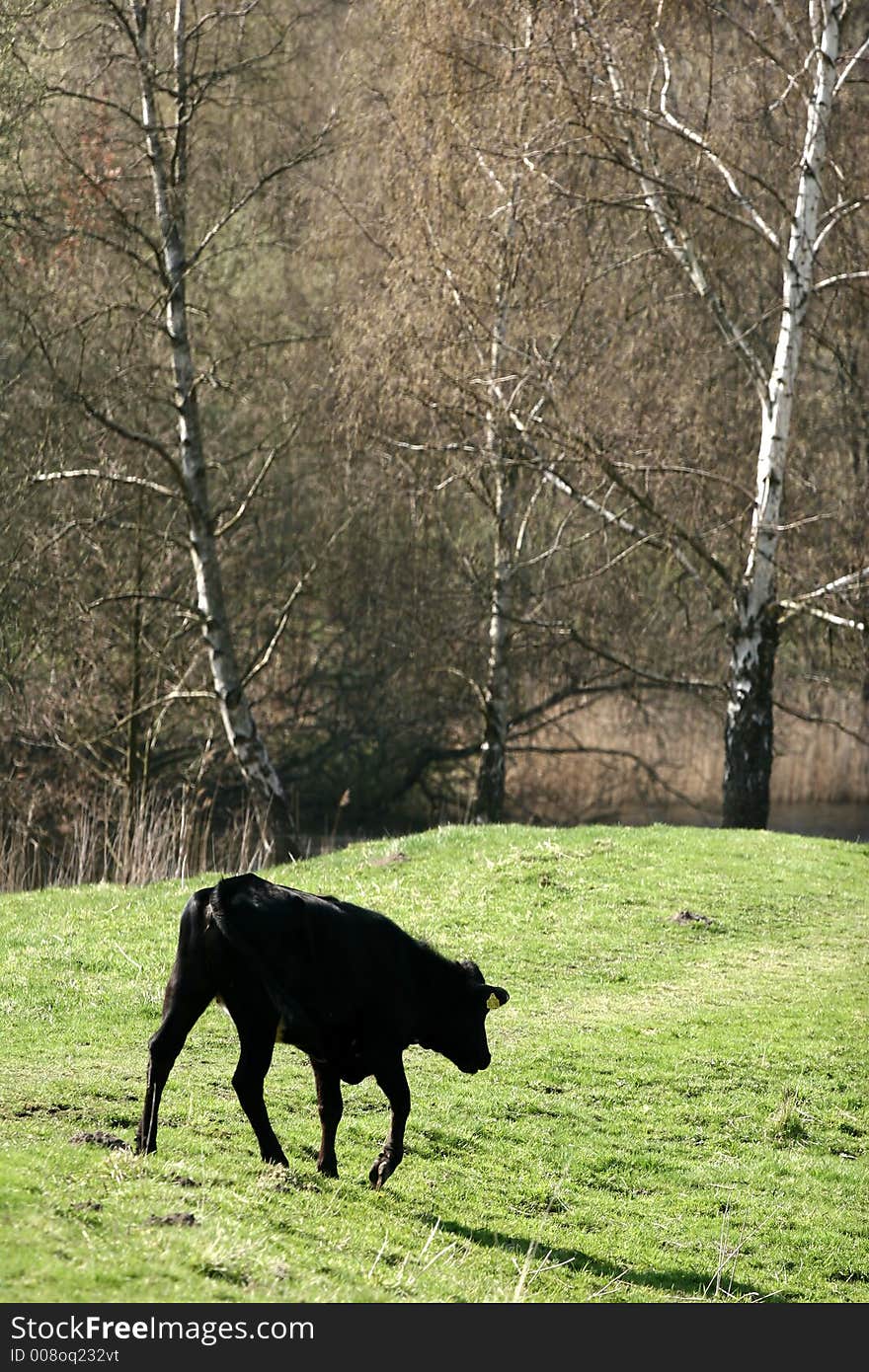 Danish cows