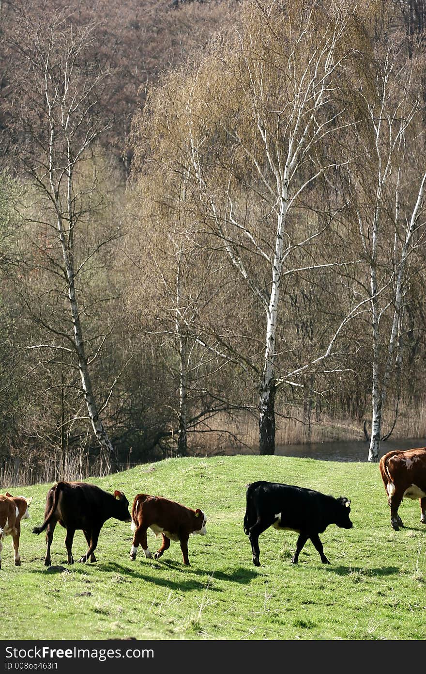 Danish cows