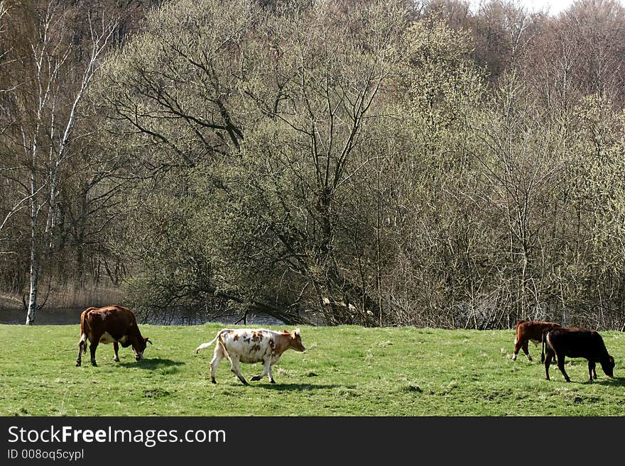 Danish cows