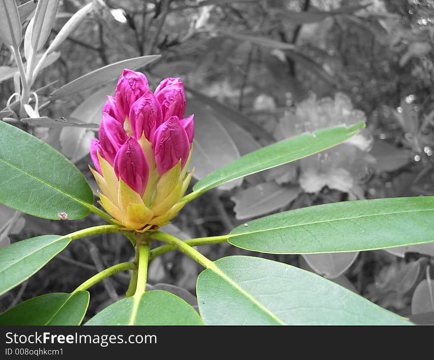 Flower Budding