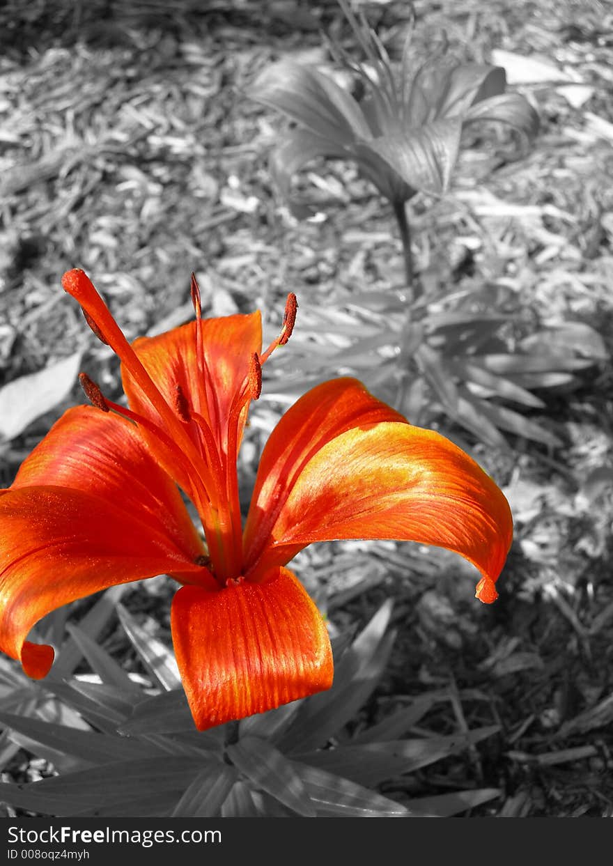 Red flower