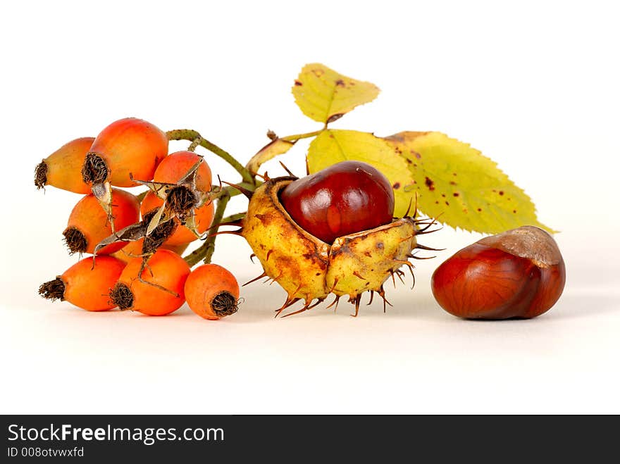 Dog-rose & chestnut on a light background. Dog-rose & chestnut on a light background