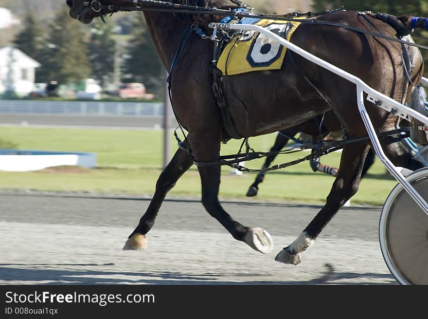 Closeup of racehorse showing feet and speed. Closeup of racehorse showing feet and speed