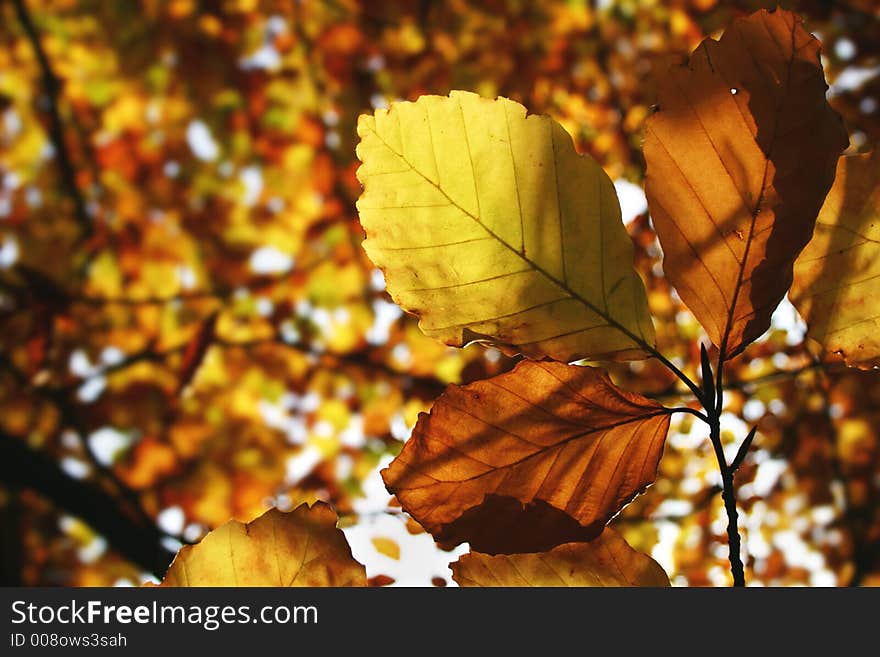 Beech leaves