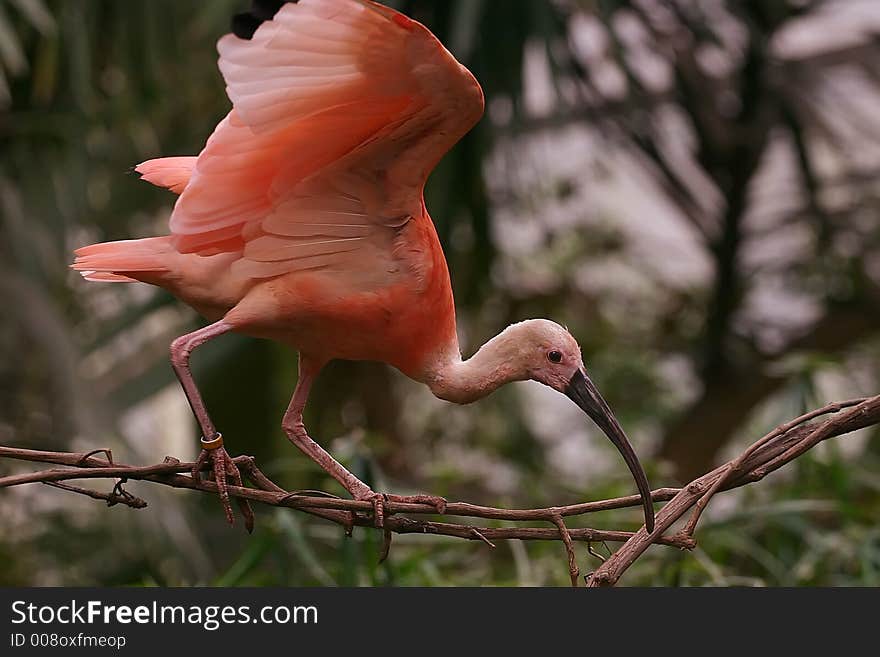 Pink Bird