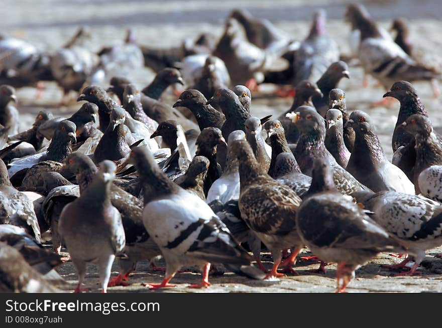 City Pigeons