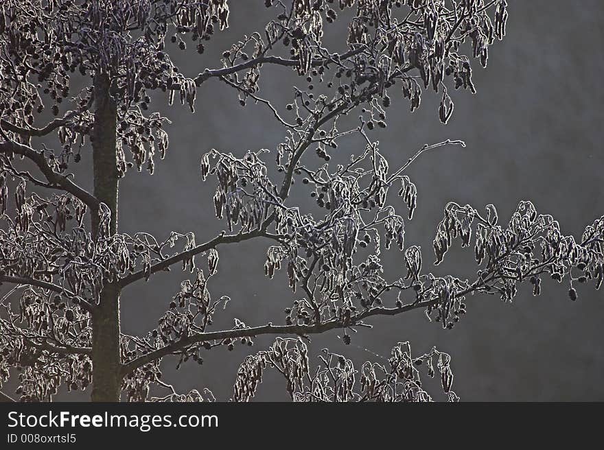 Frost, mist and alder