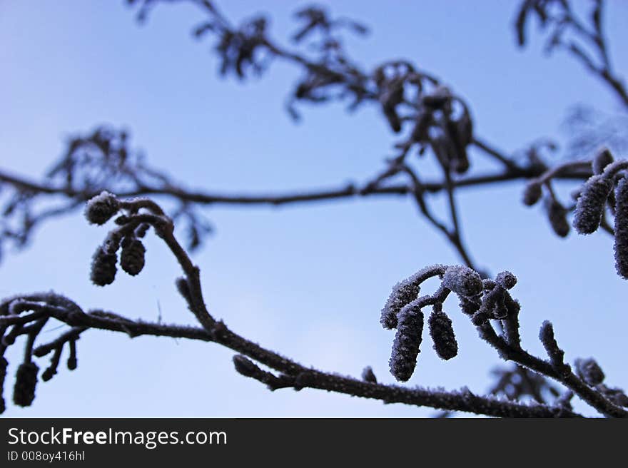 Frost On Alder