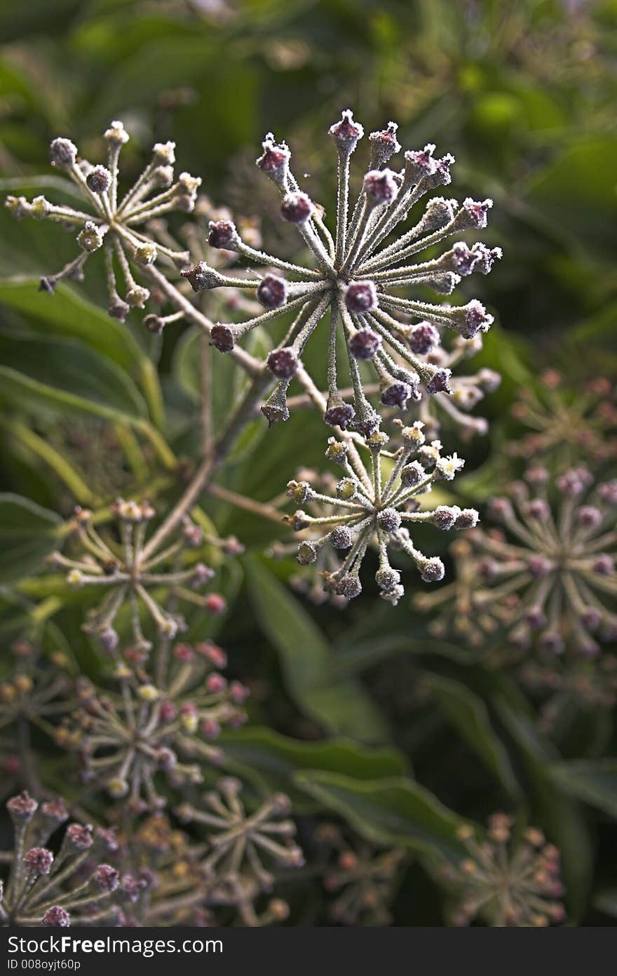 Ivy flowers with frost on them. Ivy flowers with frost on them