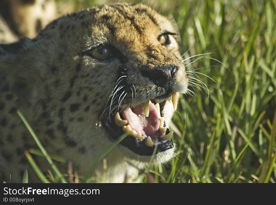 Cheetah snarl