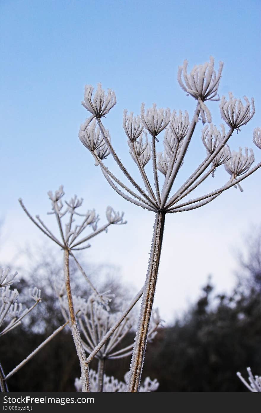 Frozen umbellifer