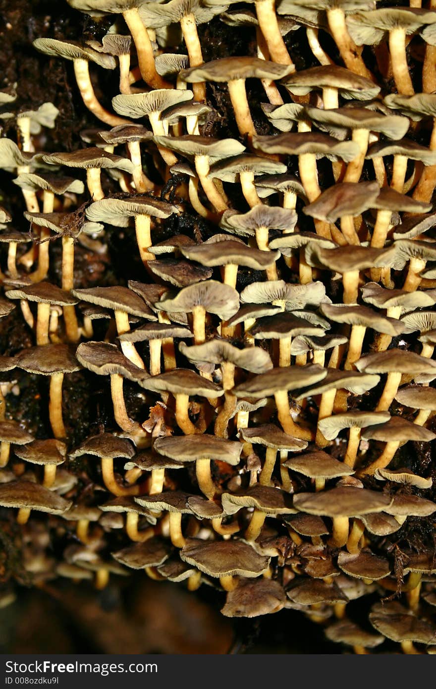 Rows of fungus growing on a tree. Rows of fungus growing on a tree