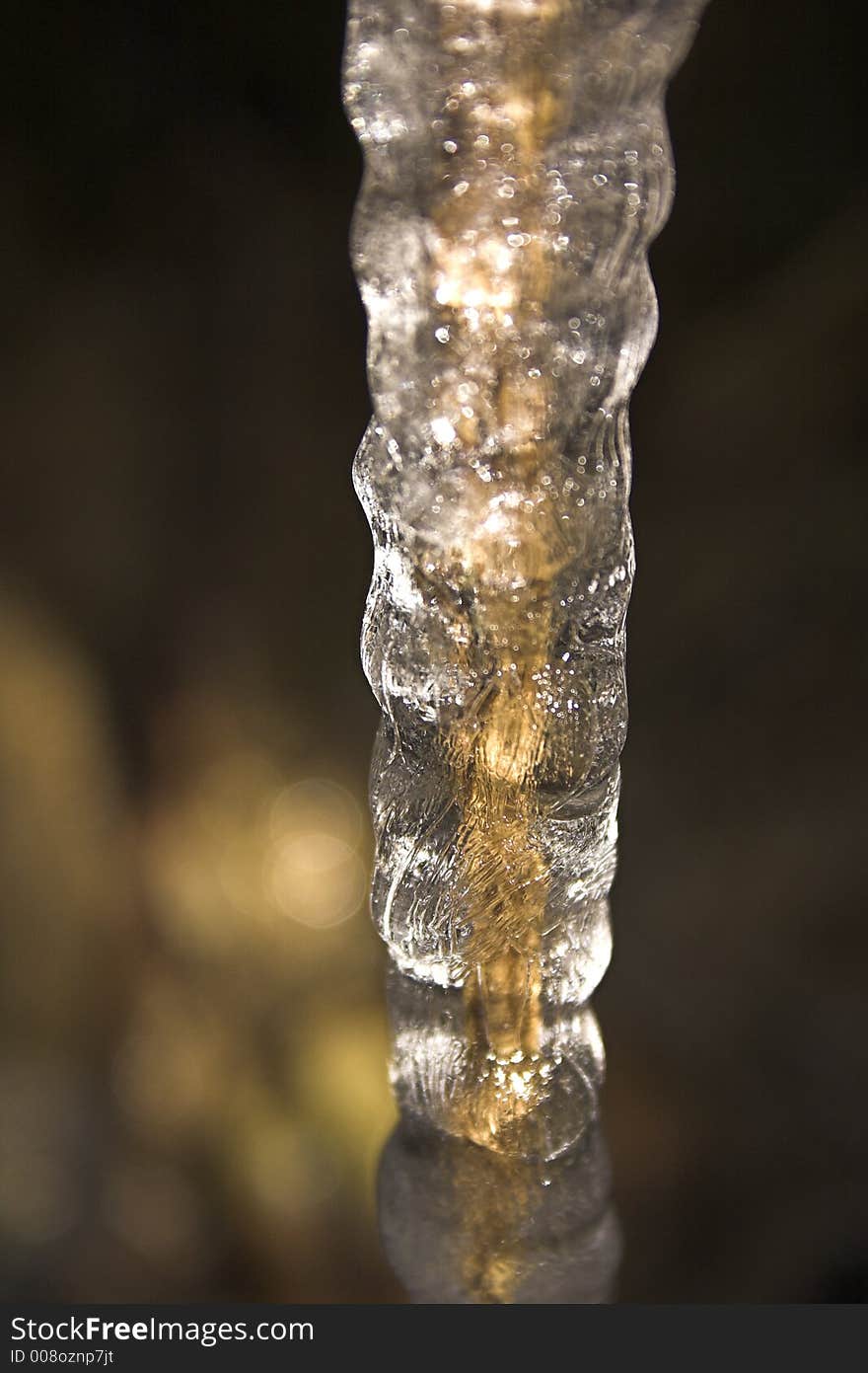 Icicle in the sun with plant in it