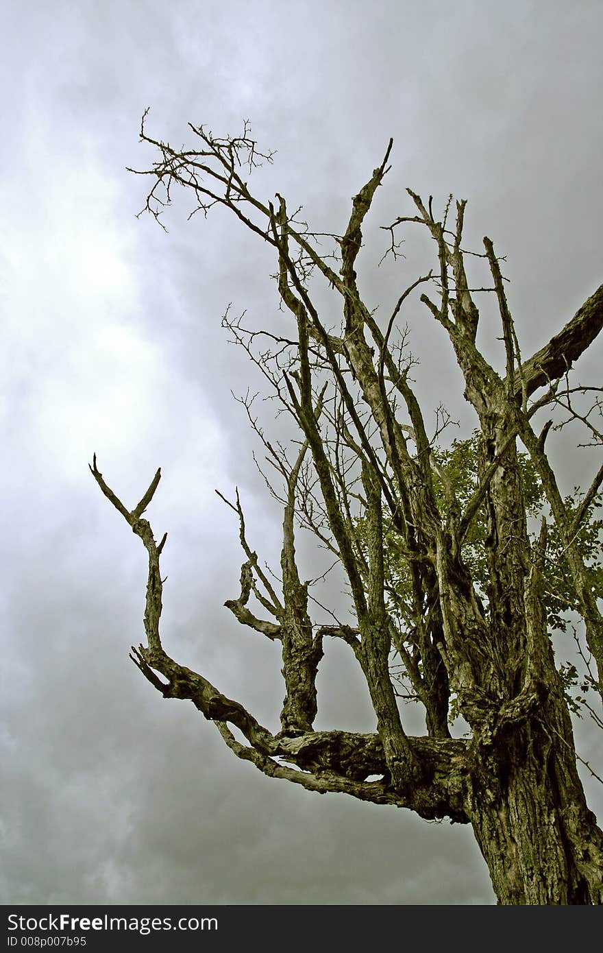 Tree against clouds