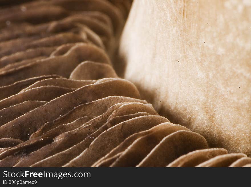 Mushroom macro 4