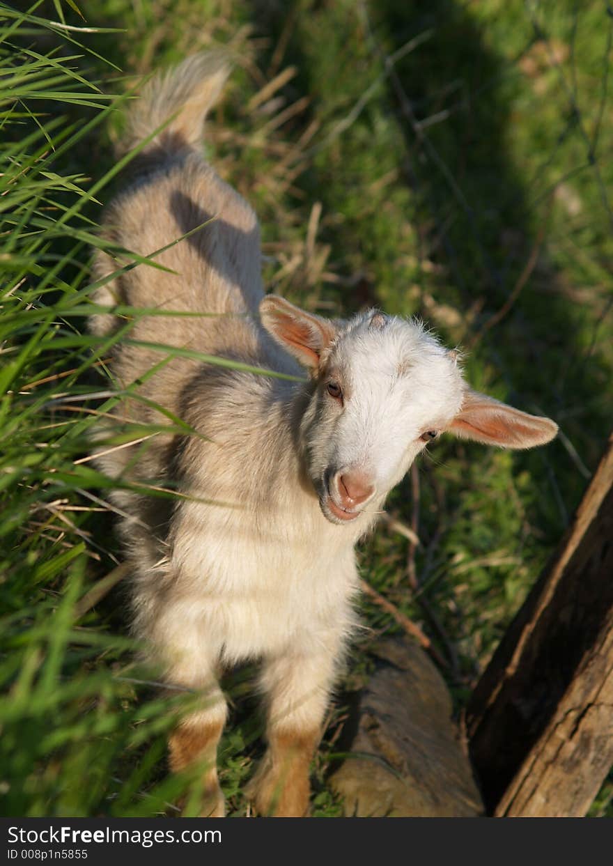 Baby goat