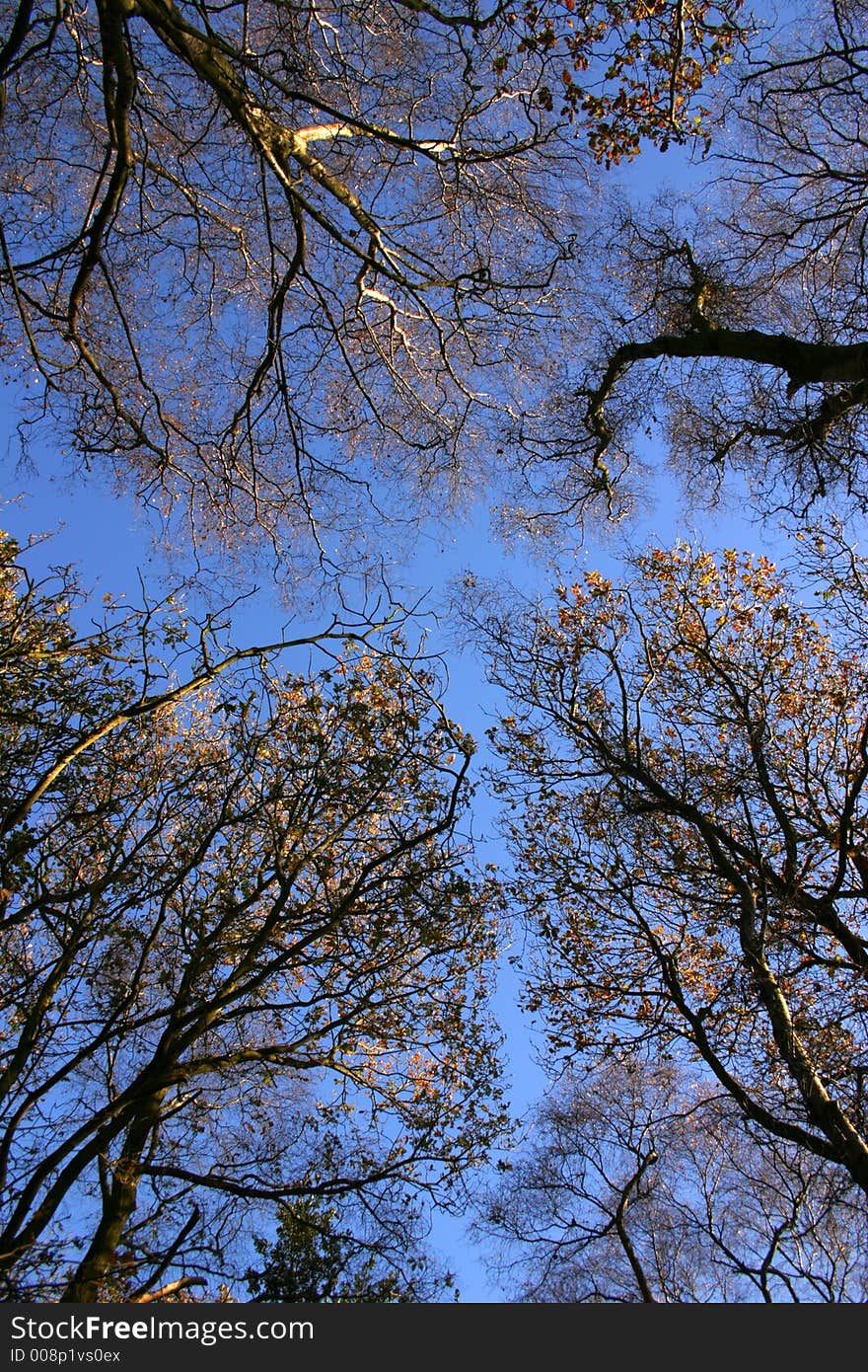 Trees to the sky