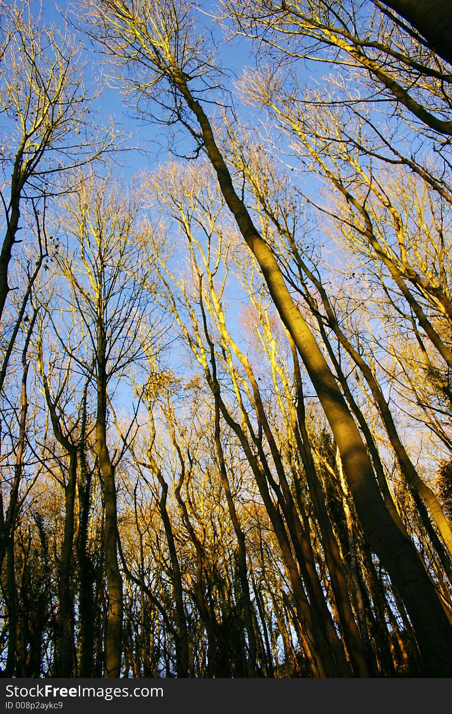 Tree trunks in winter stretching up to the sky. Tree trunks in winter stretching up to the sky