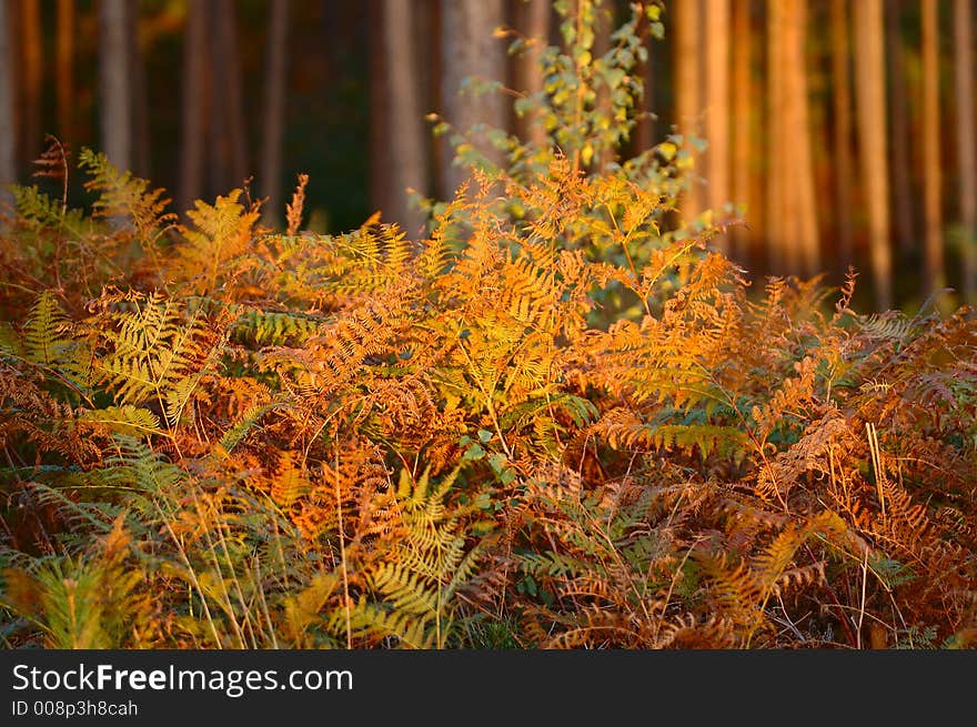 Ferns And Wood