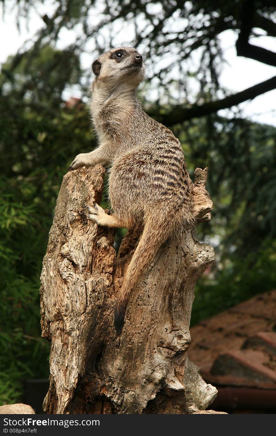 A Meerkat on the lookout.