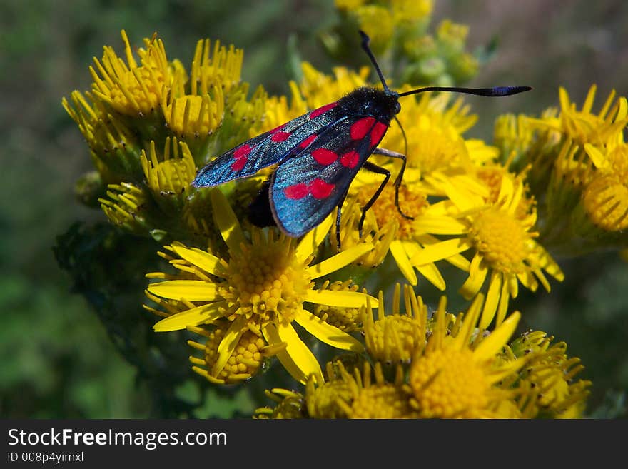 A Six Spot Burnet (Zygaena filipendulae) caught by the sun, feeding on some ragwort. A Six Spot Burnet (Zygaena filipendulae) caught by the sun, feeding on some ragwort.