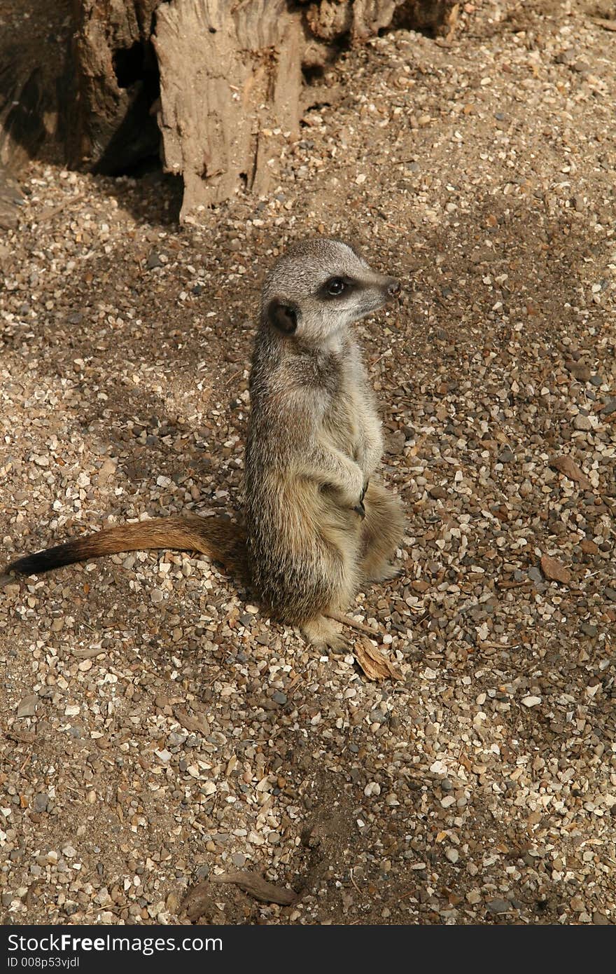 A Meerkat on the lookout.