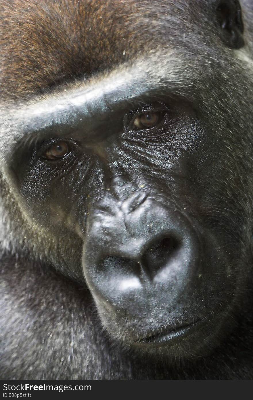 lowland gorilla