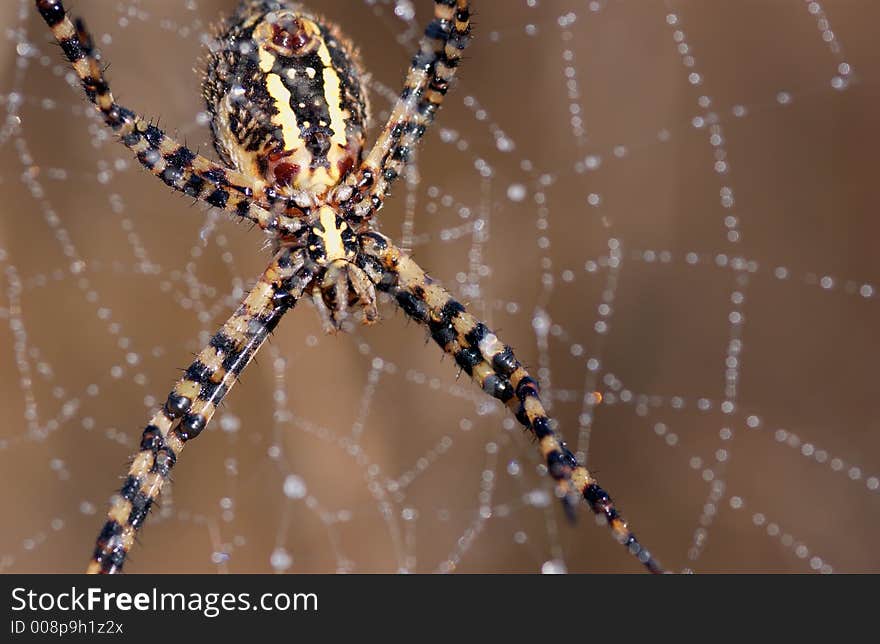 Close up of a spider and web