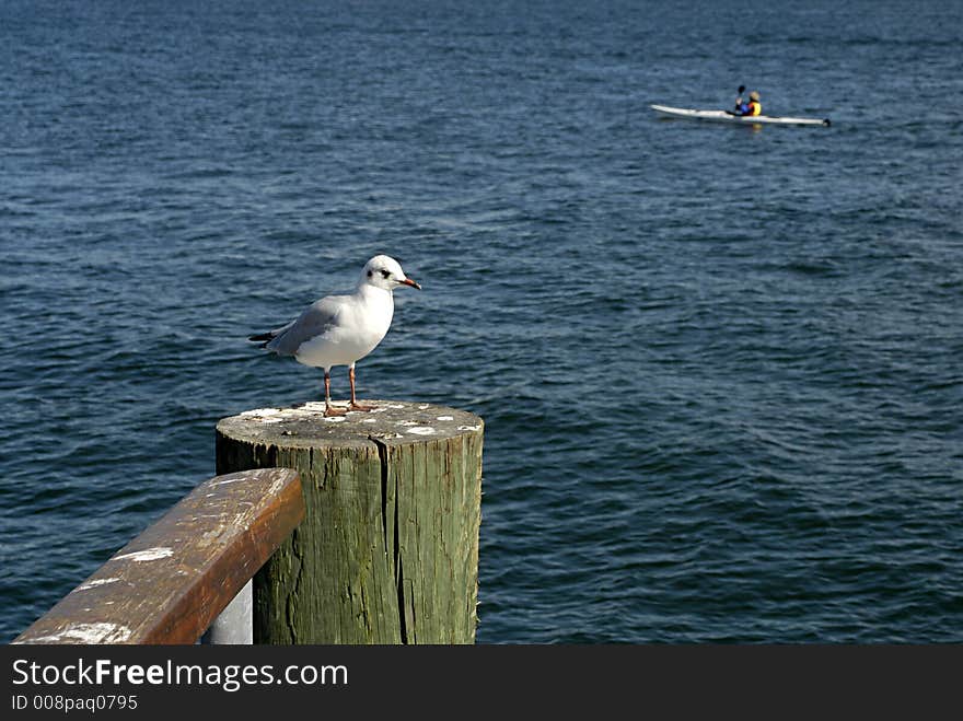 Picture of seagull sitting on old pier with canoist in back. Picture of seagull sitting on old pier with canoist in back.