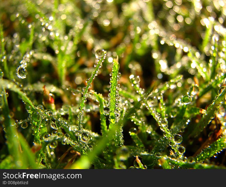 Close up of wet grass