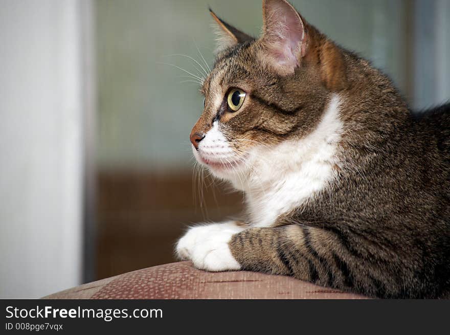 Senior cat - 12 y.o. - oversee by gold fish in aquarium