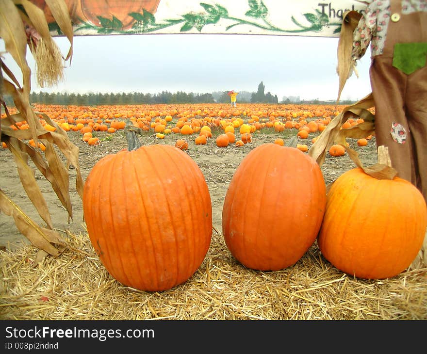 Future jack o' lanterns sitting on a hay bale in a field of pumpkins. Future jack o' lanterns sitting on a hay bale in a field of pumpkins