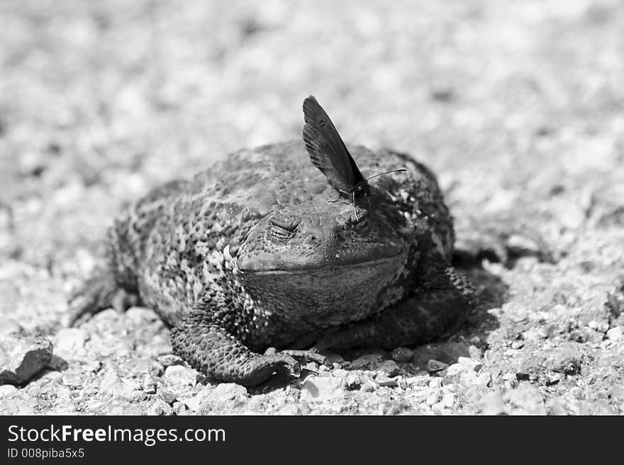 The toad and the butterfly. The toad and the butterfly