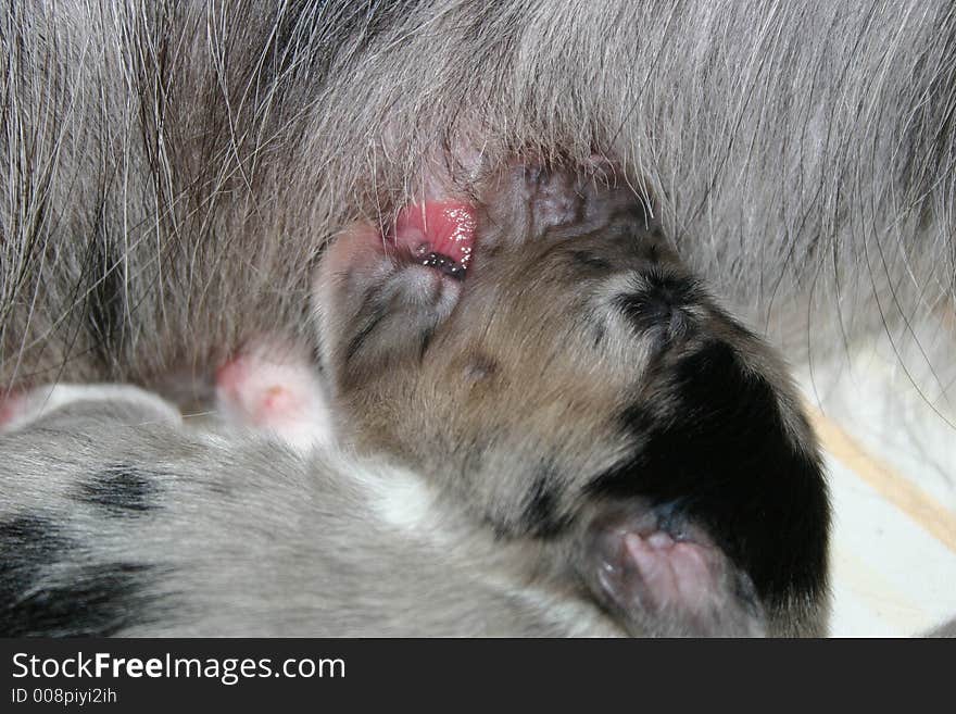 One week old australian shepherd puppy suckling. One week old australian shepherd puppy suckling