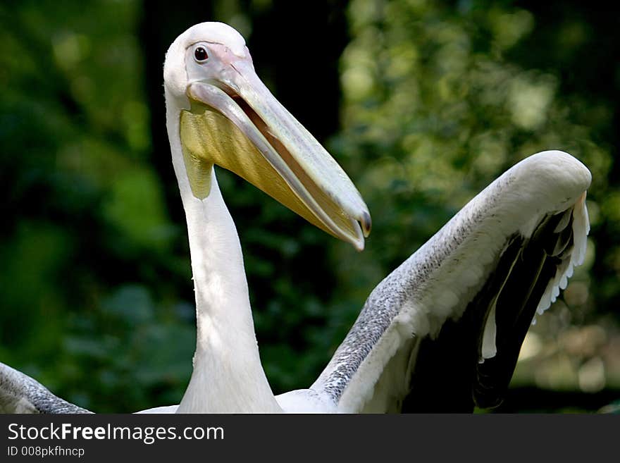 Great White Pelican is laughing