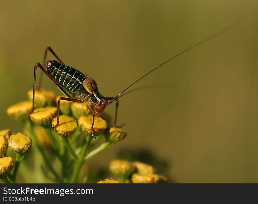 Grasshopper on a some yellow flowers