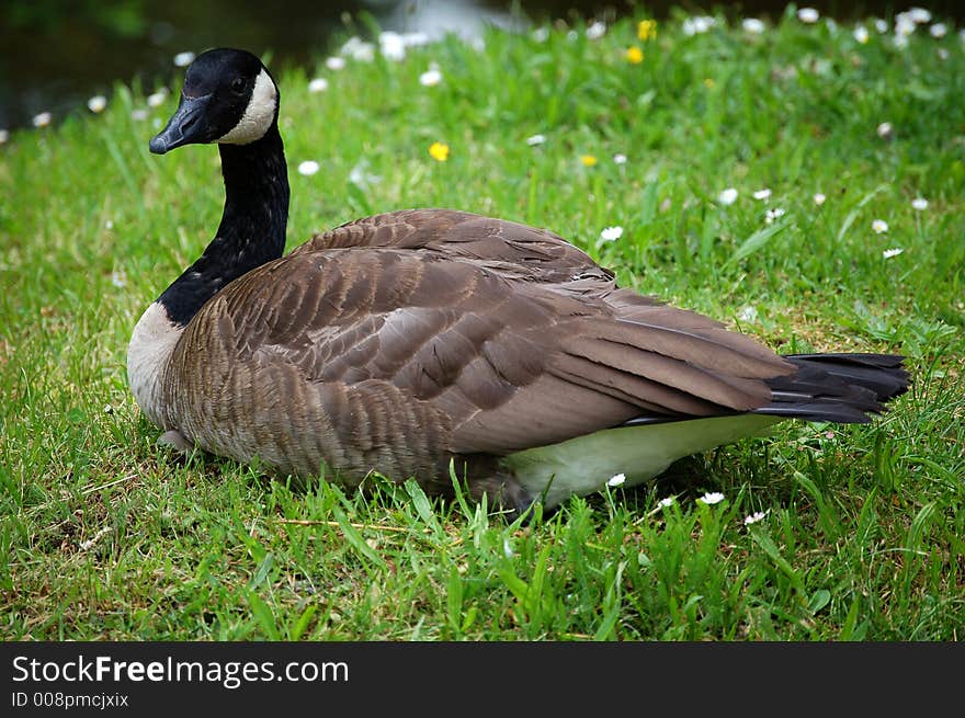 A brown and black duck sitting on grass