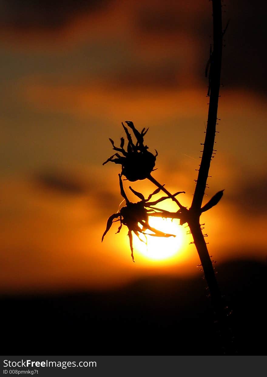 Flowers caught on a sunset moment. Flowers caught on a sunset moment