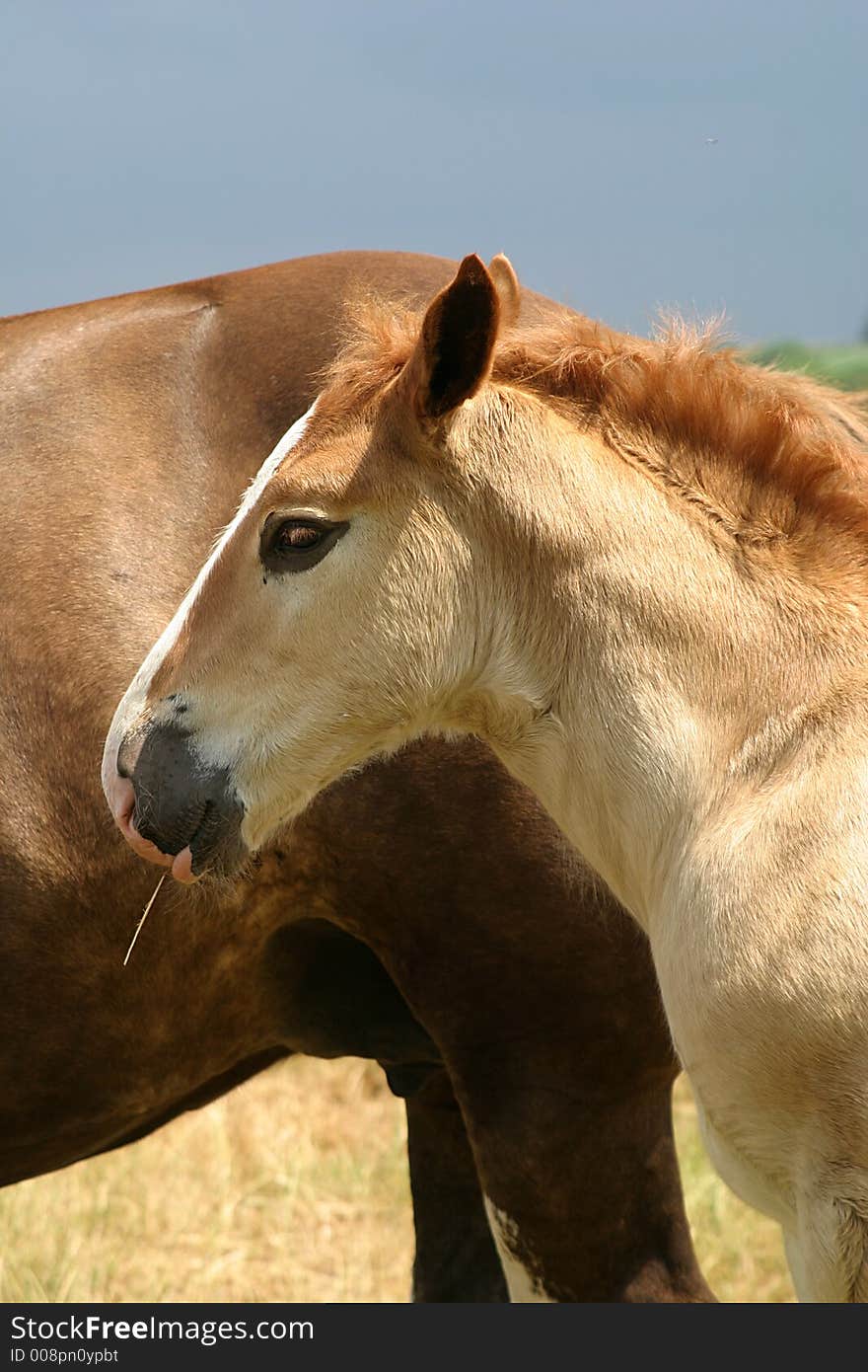 Close-up of a foal and his mother in Bretagne (France).