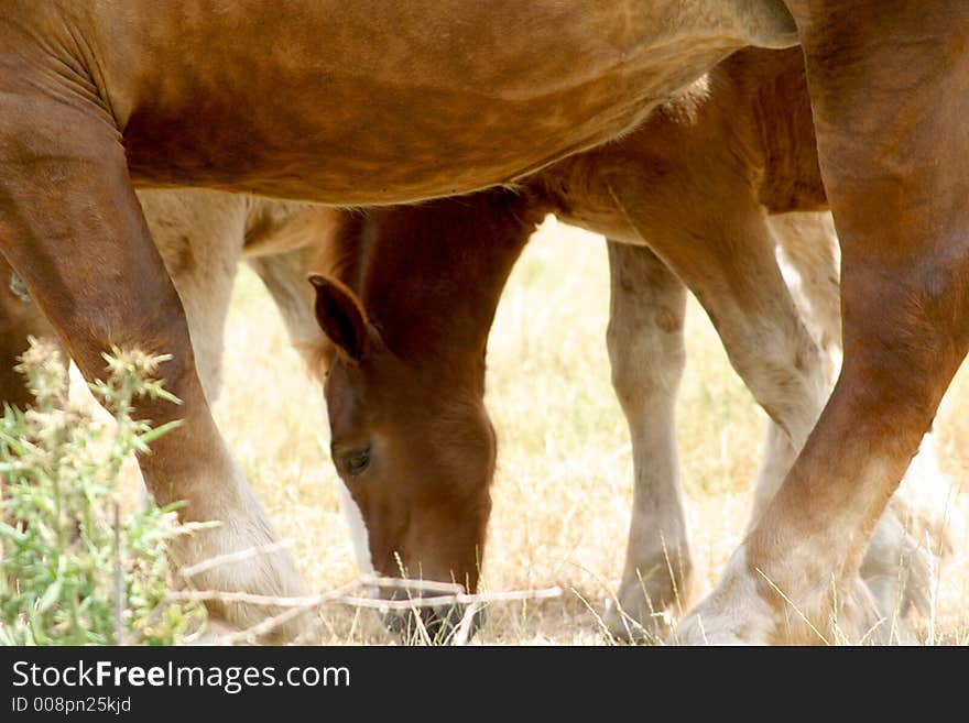 A foal and his mother