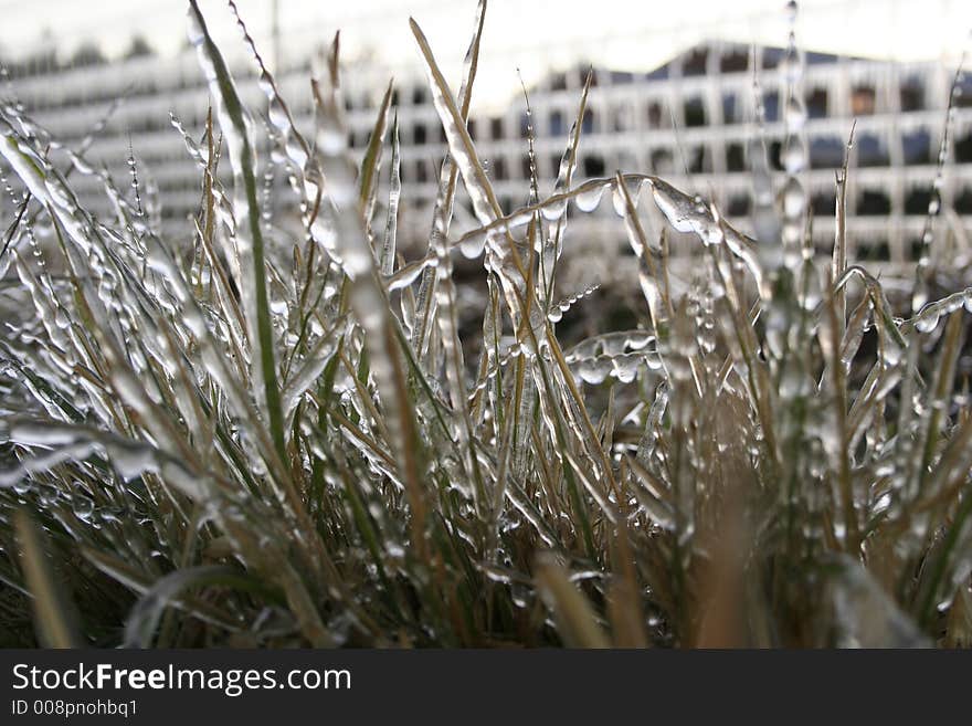 Grass frozen sold with droplets and icicles. Grass frozen sold with droplets and icicles