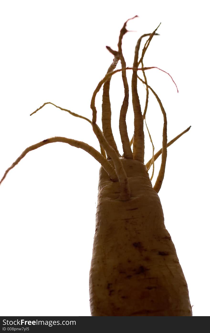 Freaky Parsnip Roots